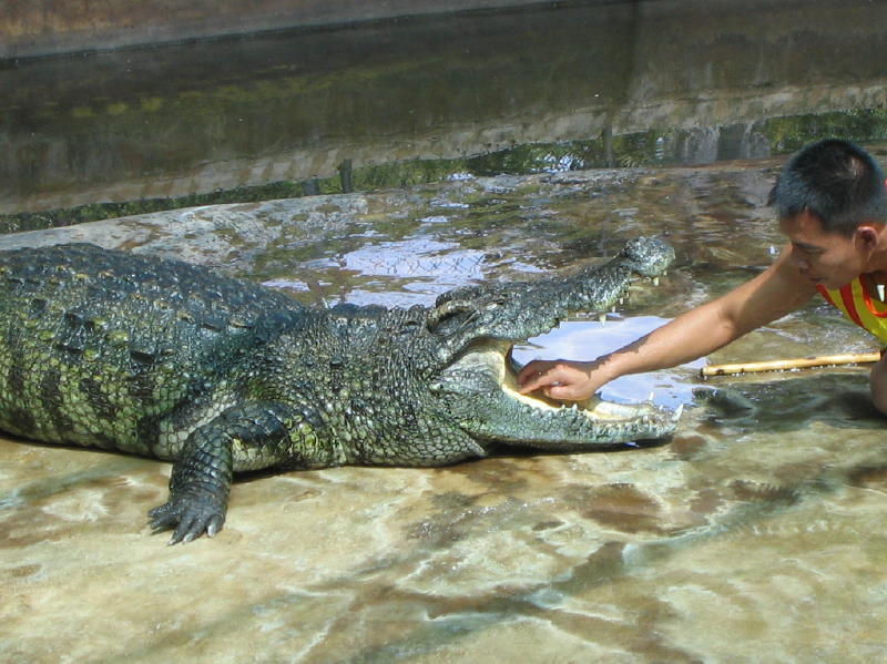 Crocodile Dentist.