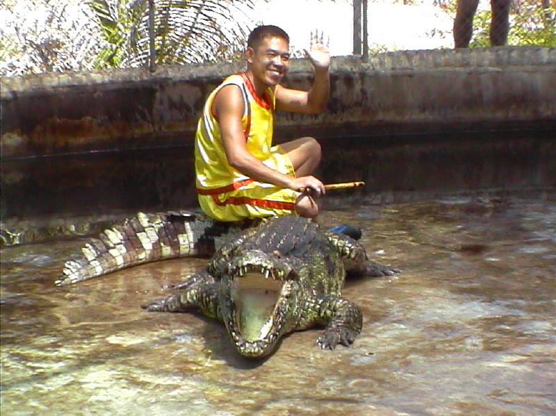 Crocodile Minder