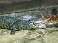 Crocodile Dentist.